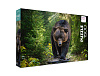 Пазл 1500 эл. "Медведь гризли на охоте" "ФРЕЯ"