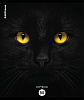 Тетрадь 96 листов в клетку "Cats", матовая ламинация  ErichKrause _MIX-PACK