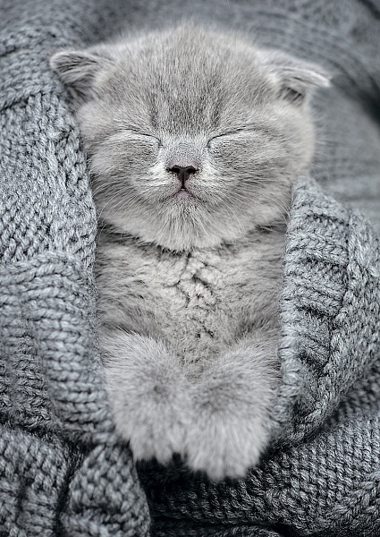 Пазл 500 эл. "Комочек тепла" "ФРЕЯ"