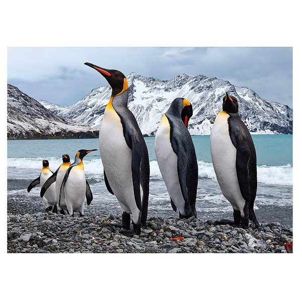 Пазл Премиальная коллекция 500 эл. "Земля пингвинов" "ФРЕЯ"
