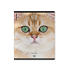 Тетрадь 96 листов в клетку "Cats", матовая ламинация  ErichKrause _MIX-PACK