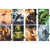 Разделитель листов "deVENTE. Nature" A5 (160x210 мм) ламинированный мелованный картон 210 г/м2, с рисунком, 8 шт, индивидуальная упаковка