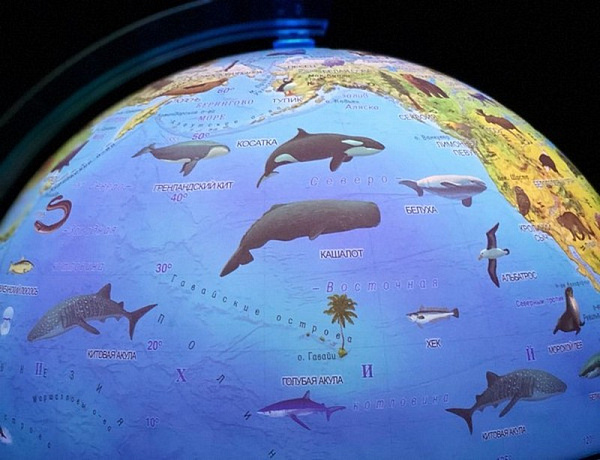 Глобус Зоогеографический с подсветкой 250 мм. КлассикЕвро