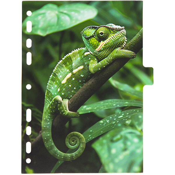 Разделитель листов "deVENTE. Nature" A5 (160x210 мм) ламинированный мелованный картон 210 г/м2, с рисунком, 8 шт, индивидуальная упаковка