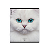 Тетрадь 96 листов в клетку "Cats", матовая ламинация  ErichKrause _MIX-PACK