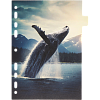 Разделитель листов "deVENTE. Nature" A5 (160x210 мм) ламинированный мелованный картон 210 г/м2, с рисунком, 8 шт, индивидуальная упаковка