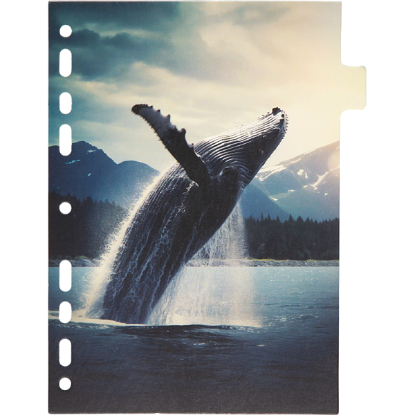 Разделитель листов "deVENTE. Nature" A5 (160x210 мм) ламинированный мелованный картон 210 г/м2, с рисунком, 8 шт, индивидуальная упаковка