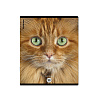 Тетрадь 96 листов в клетку "Cats", матовая ламинация  ErichKrause _MIX-PACK