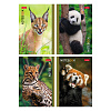 Блокнот А6 24 л. кл. "В мире животных" на скобе Обл. мел.бумага глянц. ламин. 16 дизайнов в коробе