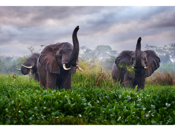 Картина по номерам 30*40 "Слоны на поляне" Холст с красками