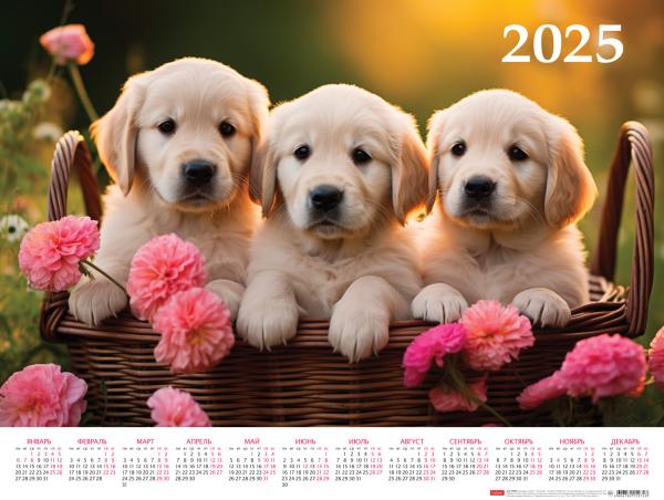 Календарь листовой 2025 А2 "Наши пёсики" 598х450мм бум. мелован.